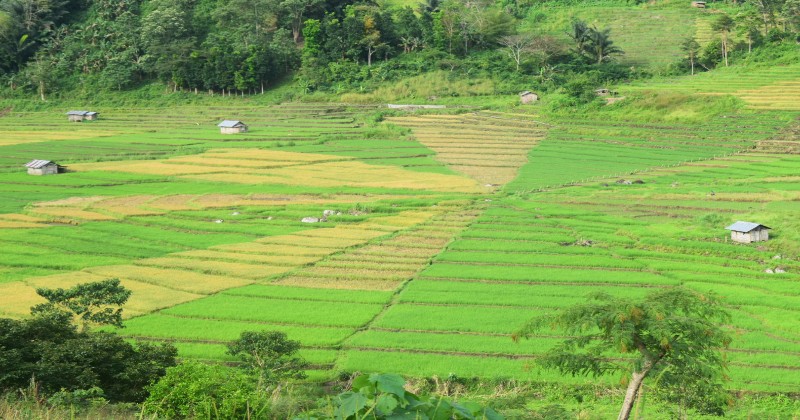 Ingin Berburu Kepermaian Alam Sawah? Ayo Datang ke Lingko Bea Reda!