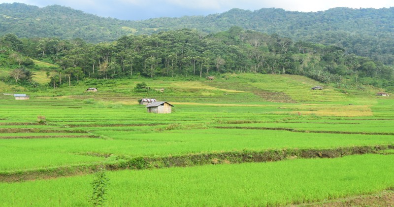 Persawahan Lingko Bea Reda yang berlokasi berada di Desa Tengku Lawar, Kecamatan Lamba Leda, Kabupaten Manggarai Timur, Nusa Tenggara Timur (Foto: AA) 