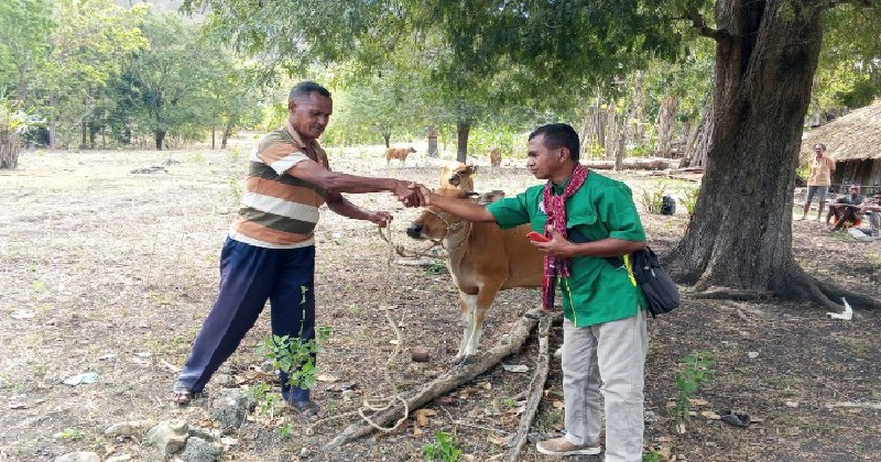 Pemkab TTU Mulai Salurkan Bantuan Sapi
